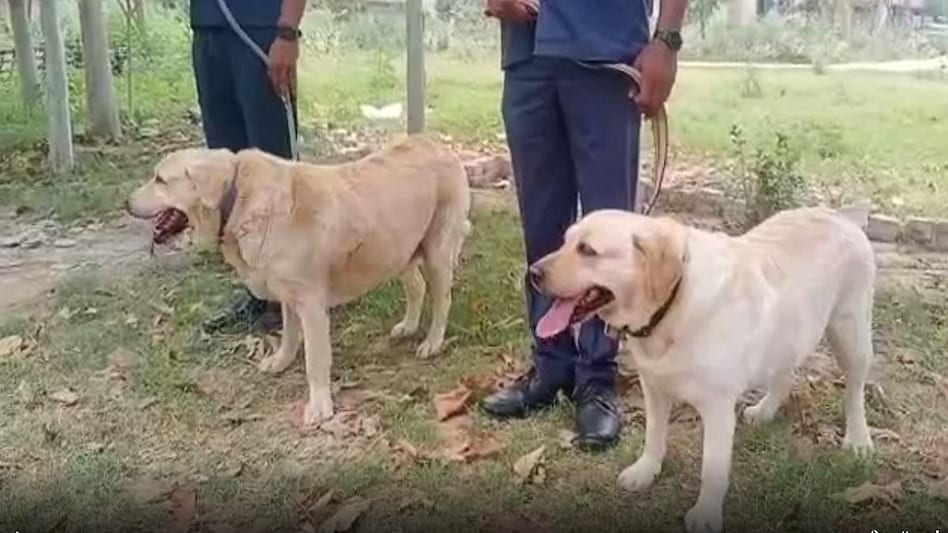 मेडी और बॉबी