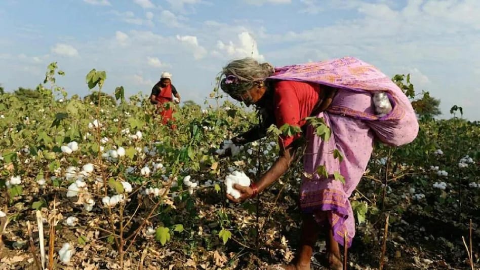 Cotton Farming: कपास की खेती से किसान करें मोटी कमाई, जानें इससे जुड़ी सारी बातें - Farmers can earn lakhs of profit from cotton cultivation follow this method of farming lbsa - AajTak