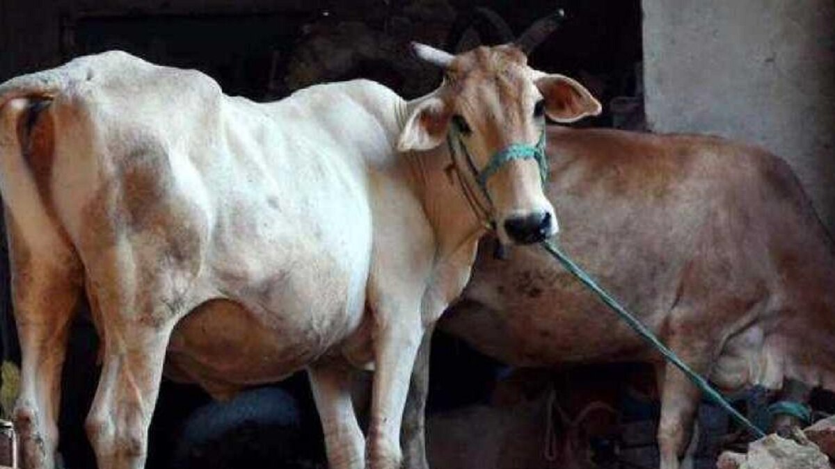 गुजरात में पालतू पशुओं को लेकर नया कानून पास हुआ (सांकेतिक फोटो)