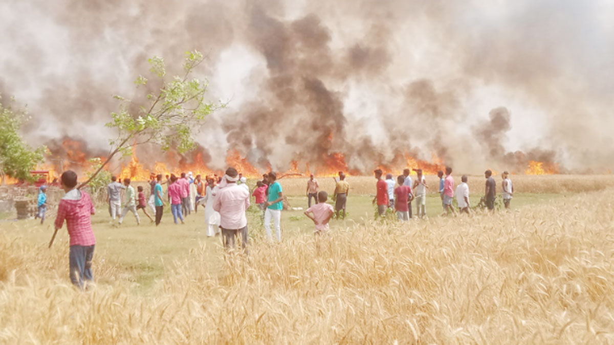 आग से 250 एकड़ गेहूं की फसल जली