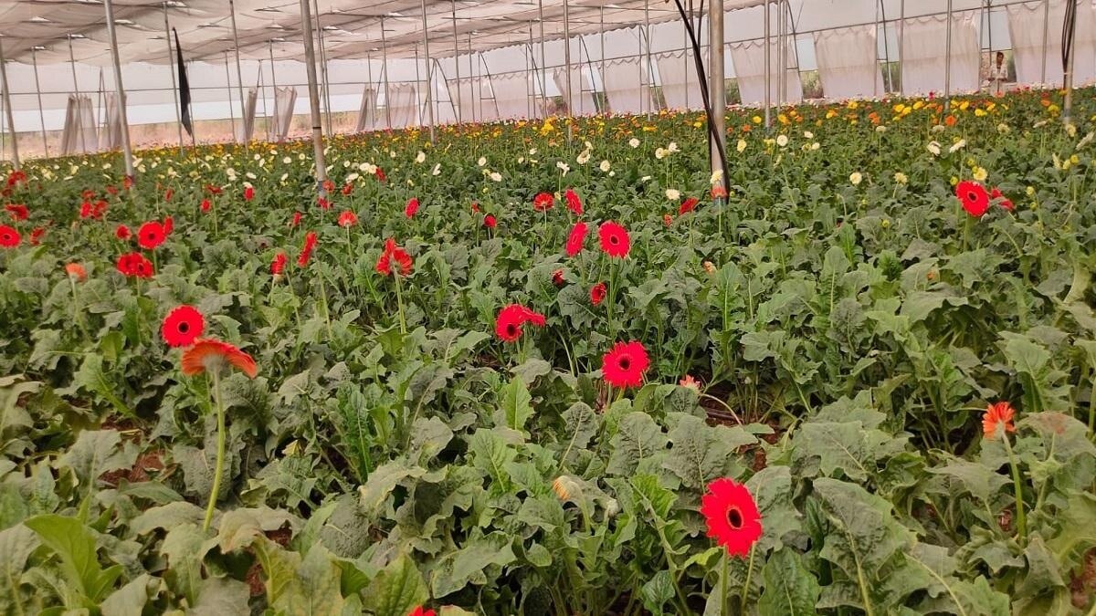 Flower Farming: युवा किसान ने किया कमाल, जरबेरा और ग्लेडियस फूल से कर रहा शानदार कमाई - Flower Farming farmer in Deoghar earn more money by doing Gerbera and Gladius Flowers farming