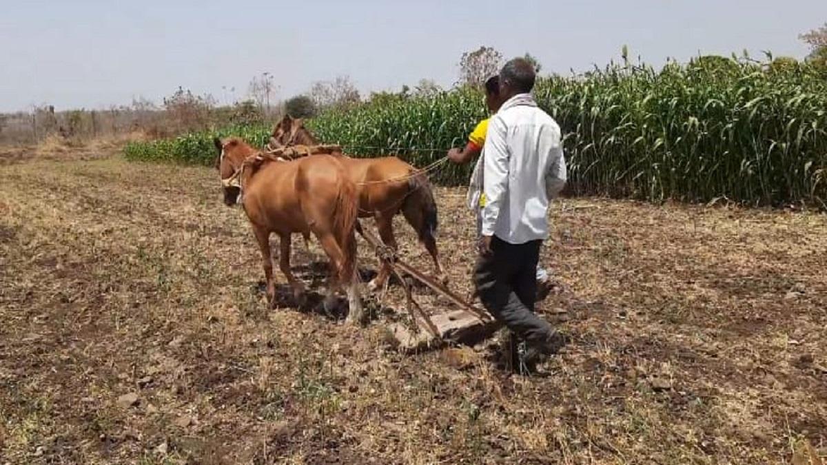 Maharashtra farmer uses his horse to plow the field