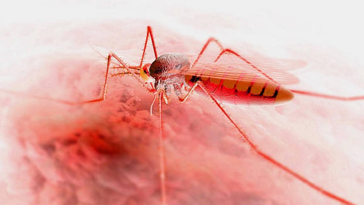 World Malaria Day 2022: फेफड़े-लिवर को बुरी तरह डैमेज कर सकता है मलेरिया, जानें लक्षण और बचाव के तरीके (Photo: Getty Images)