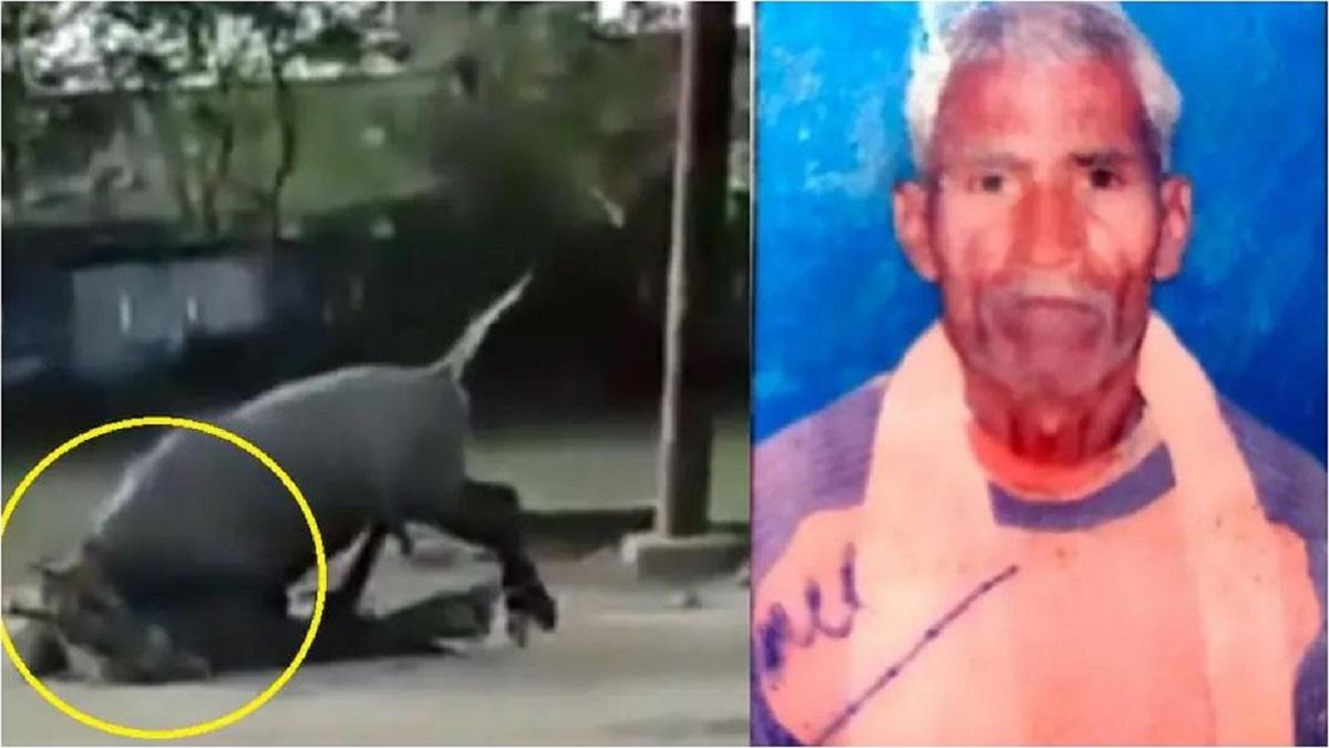 नील गाल ने किसान को पटक-पटक कर मार डाला था.