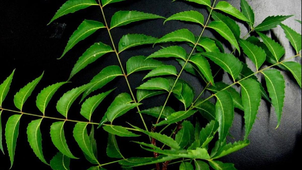 कैंसर से लड़ने में मदद करती है नीम