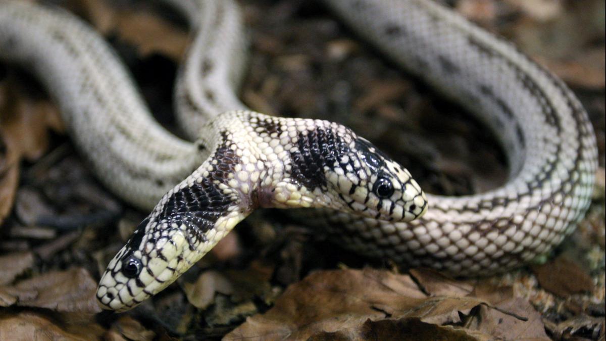 प्रतीकात्मक तस्वीर (credit- AFP)