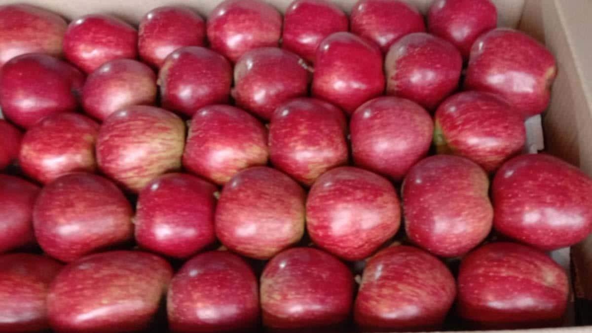 Shimla apple farmers warned to boycott assembly elections