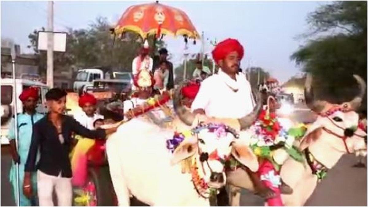 दूल्हे ने तय किया बैलगाड़ी पर बैठकर 4Km का सफर.