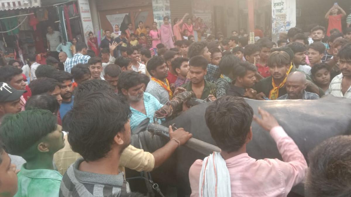 बालाजी शोभायात्रा में भड़का भैंसा
