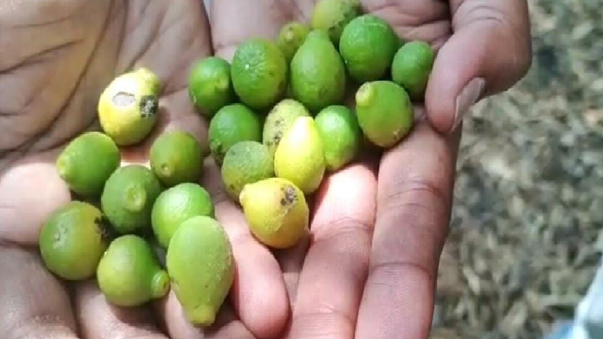 Orange crop damaged in Nagpur