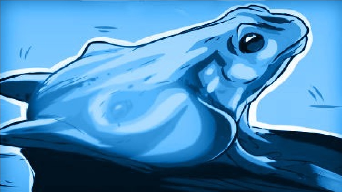 Optical Illusion Frog and Horse