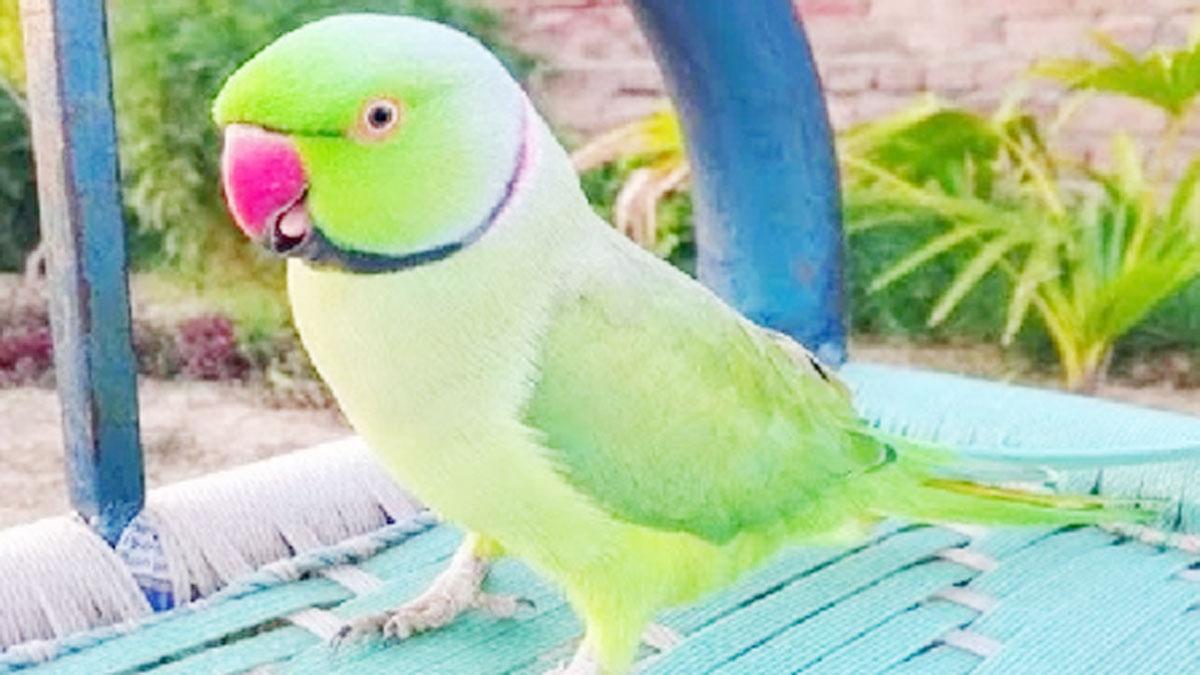 पिंजरे से गायब हुआ तोता, पुलिस ढूंढने में जुटी 