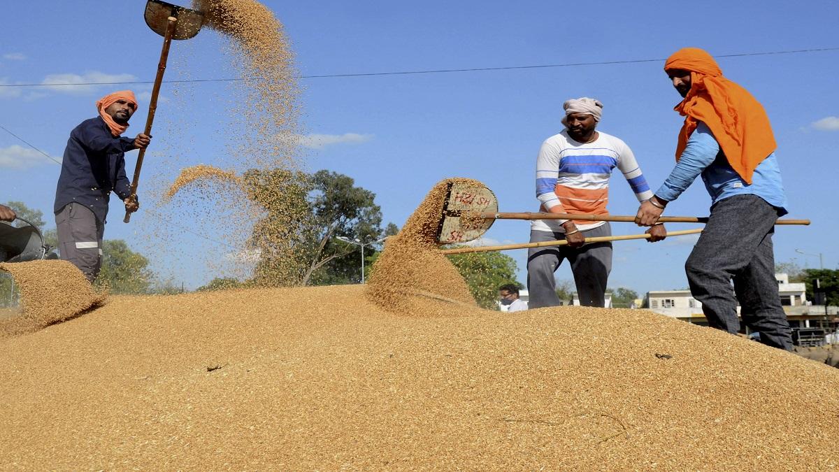 दुनिया भर में गेहूं की किल्लत पैदा हो रही है (फोटो- पीटीआई)