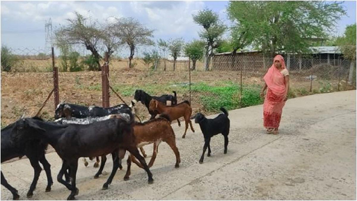 तीन घरों की बकरियां चराती हैं सुलोचना देवी.