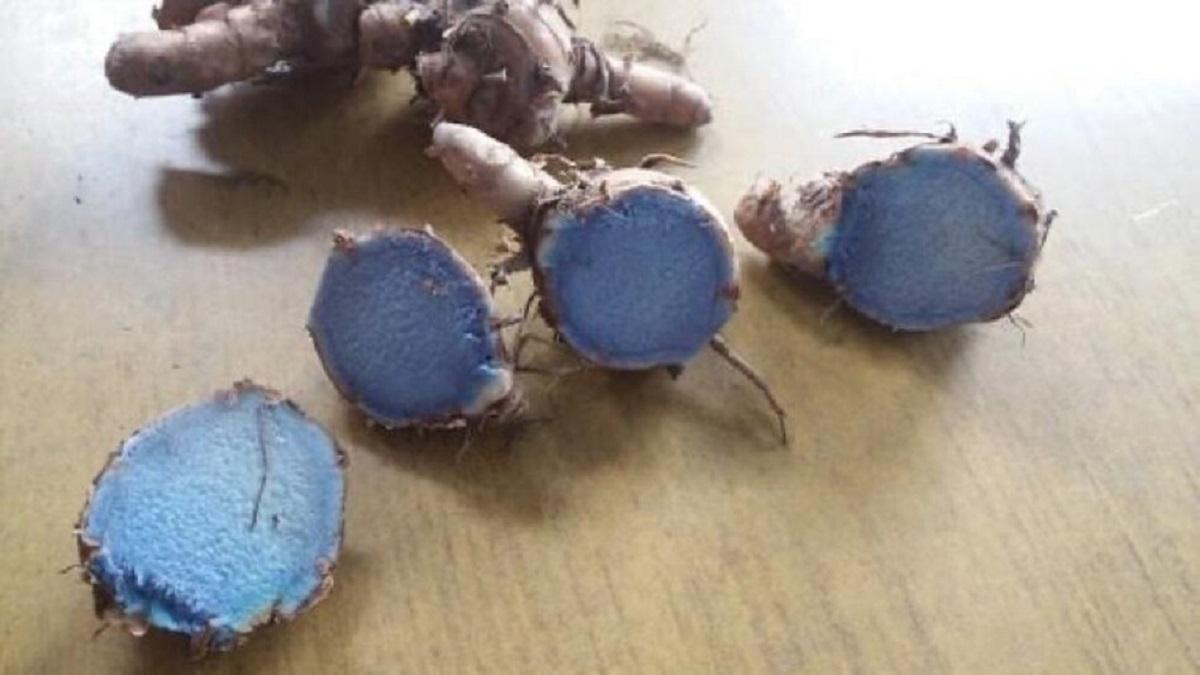 Black Turmeric Farming 500 से 5000 रुपये प्रति किलो तक बिकती है काली