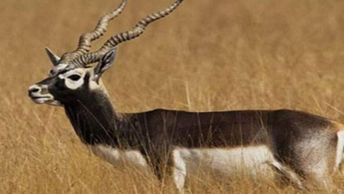 खेत में 6 काले हिरणों की मिली लाश