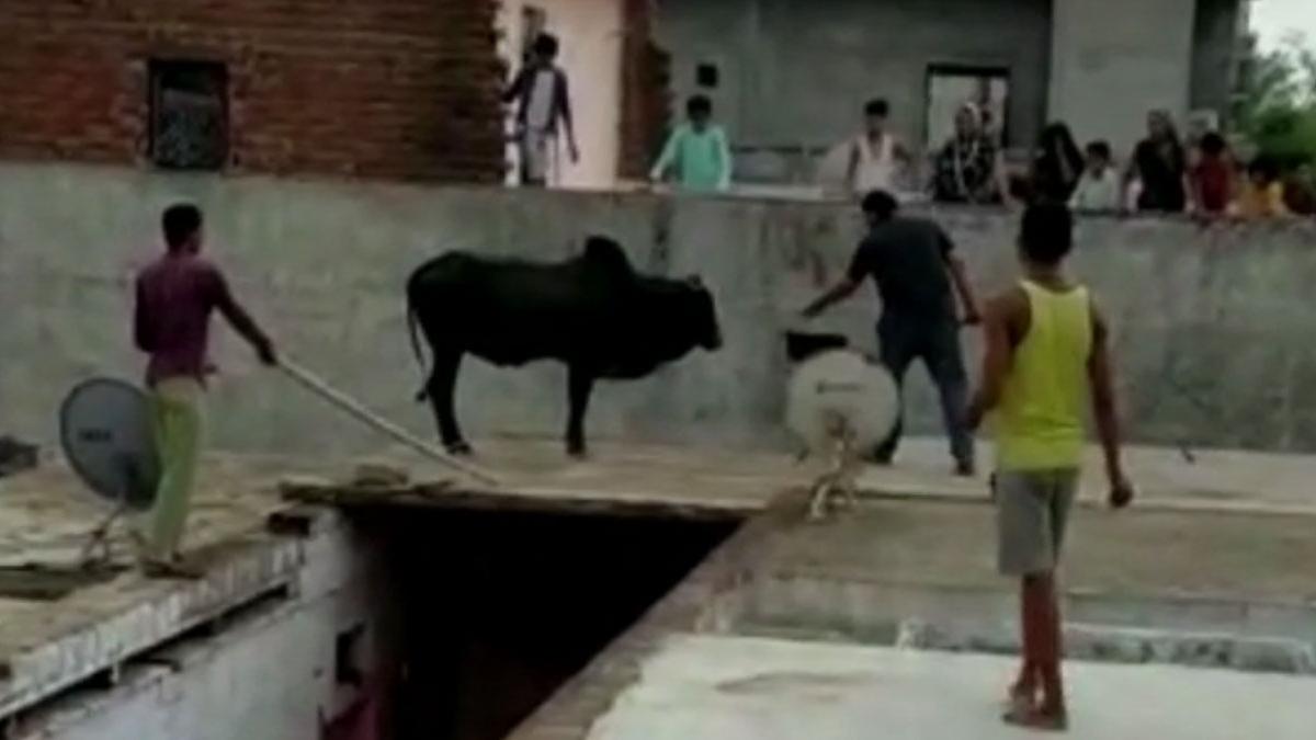 घर की छत पर चढ़ गया सांड (फोटो-आजतक)
