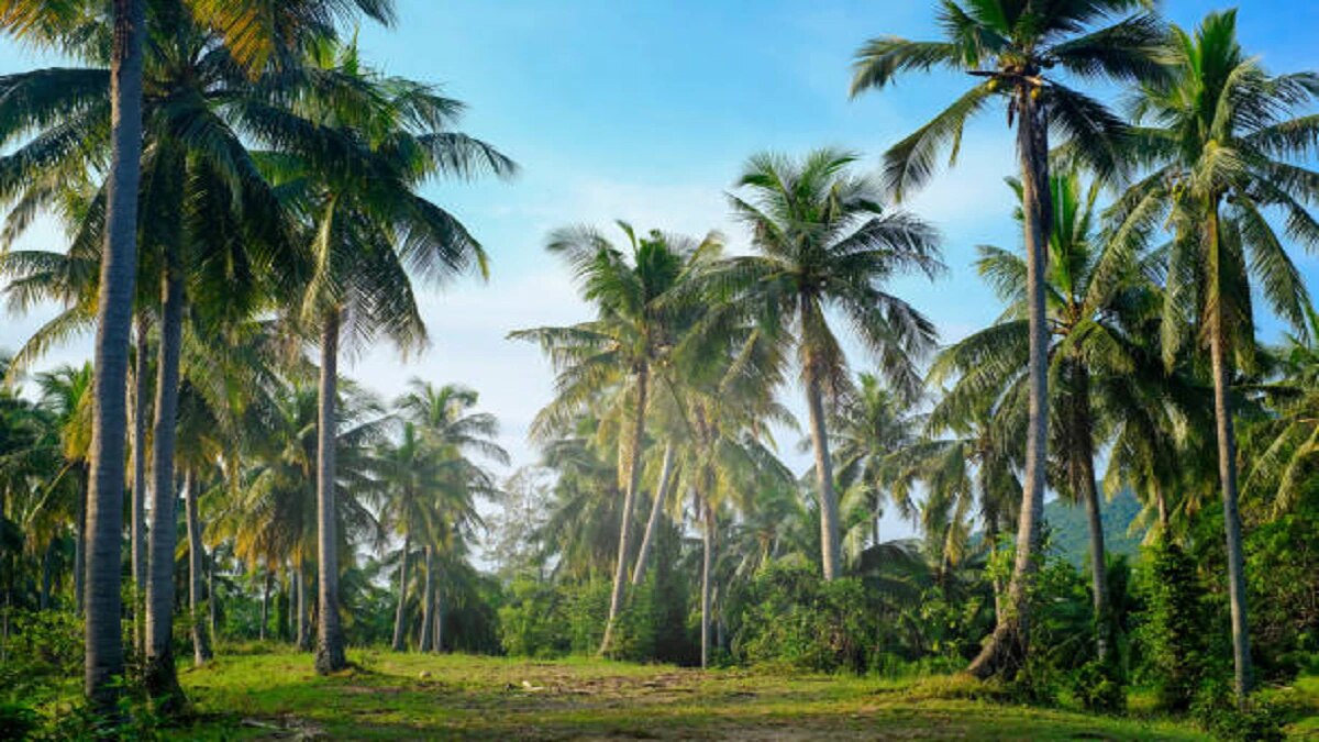 Coconut Farming