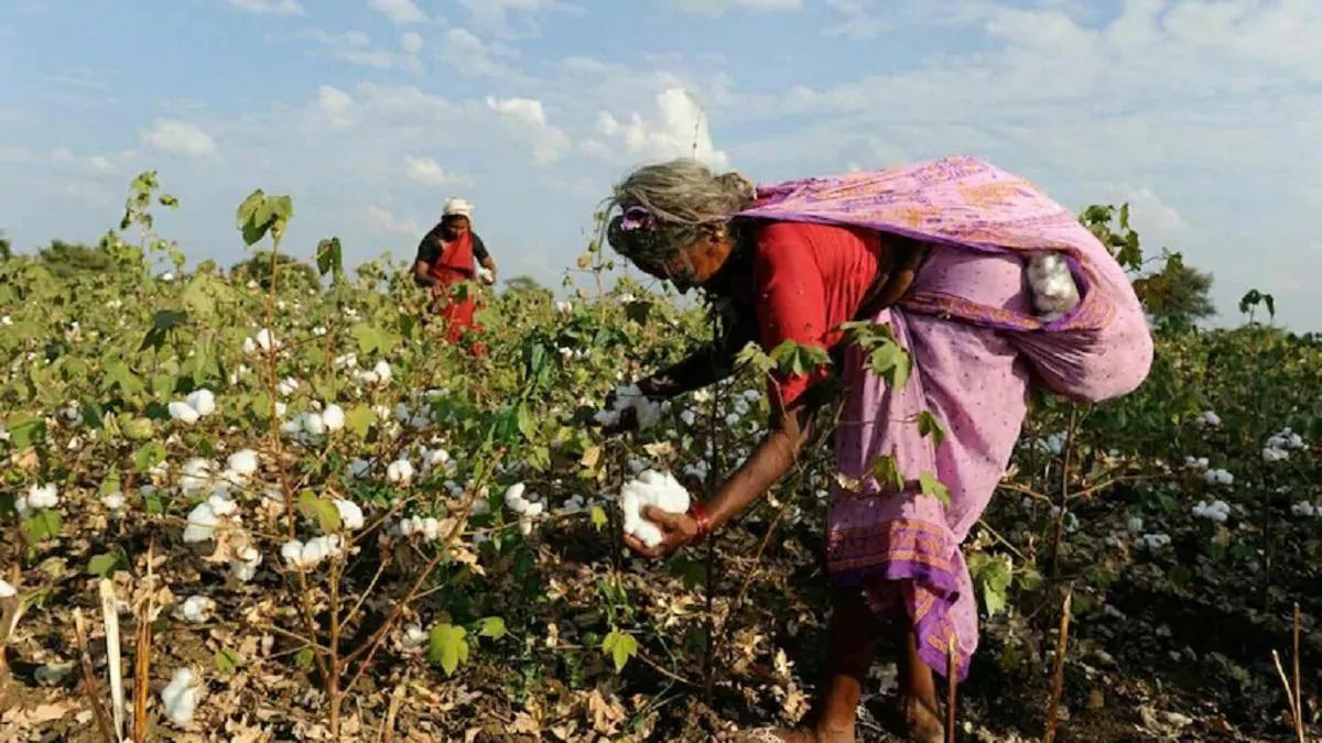 Cotton Farming देसी कपास की खेती पर प्रति एकड़ तीन हजार रुपए पाने का
