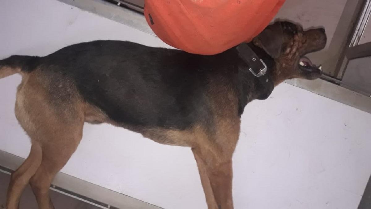 गोली लगने से कुत्ता गंभीर रूप से जख्मी हो गया.