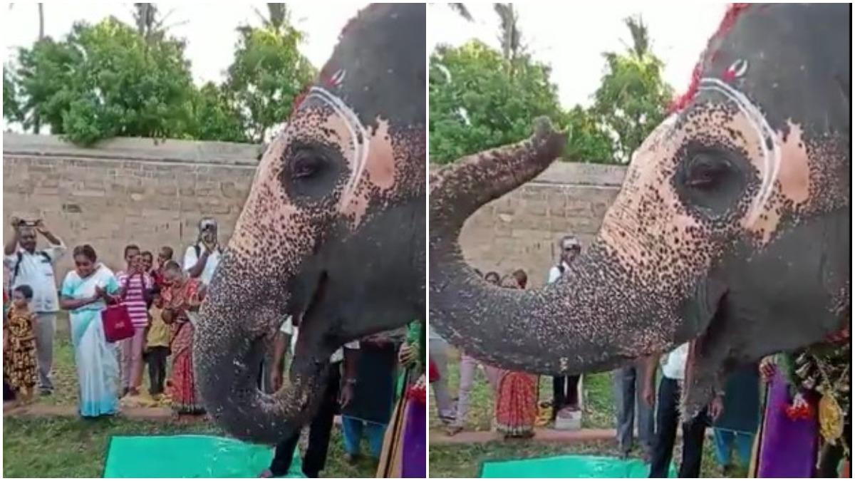 हाथी का हुआ बर्थडे सेलिब्रेशन