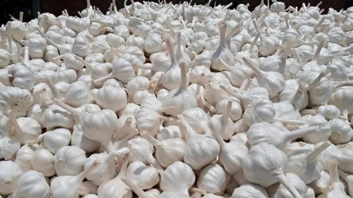Garlic farming