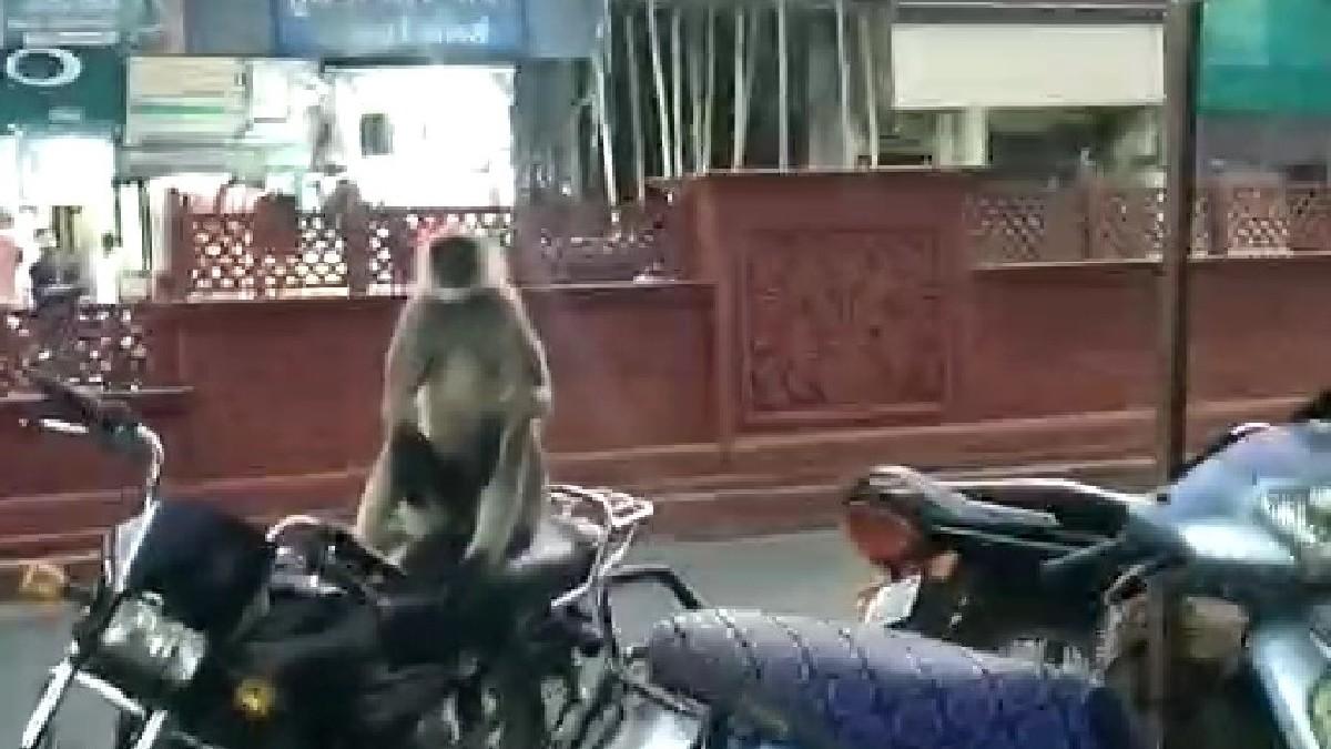 उत्पाती बंदर ने उज्जैन में खूब आतंक मचाया.
