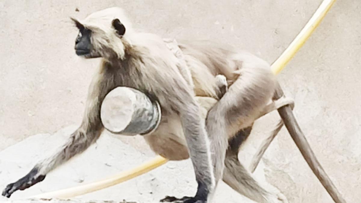 लंगूर के बच्चे के मुंह में फंस गया पानी का लोटा (फोटो-आजतक)