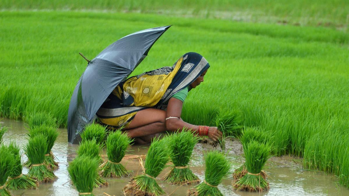 Subsidy for direct sowing of paddy crops