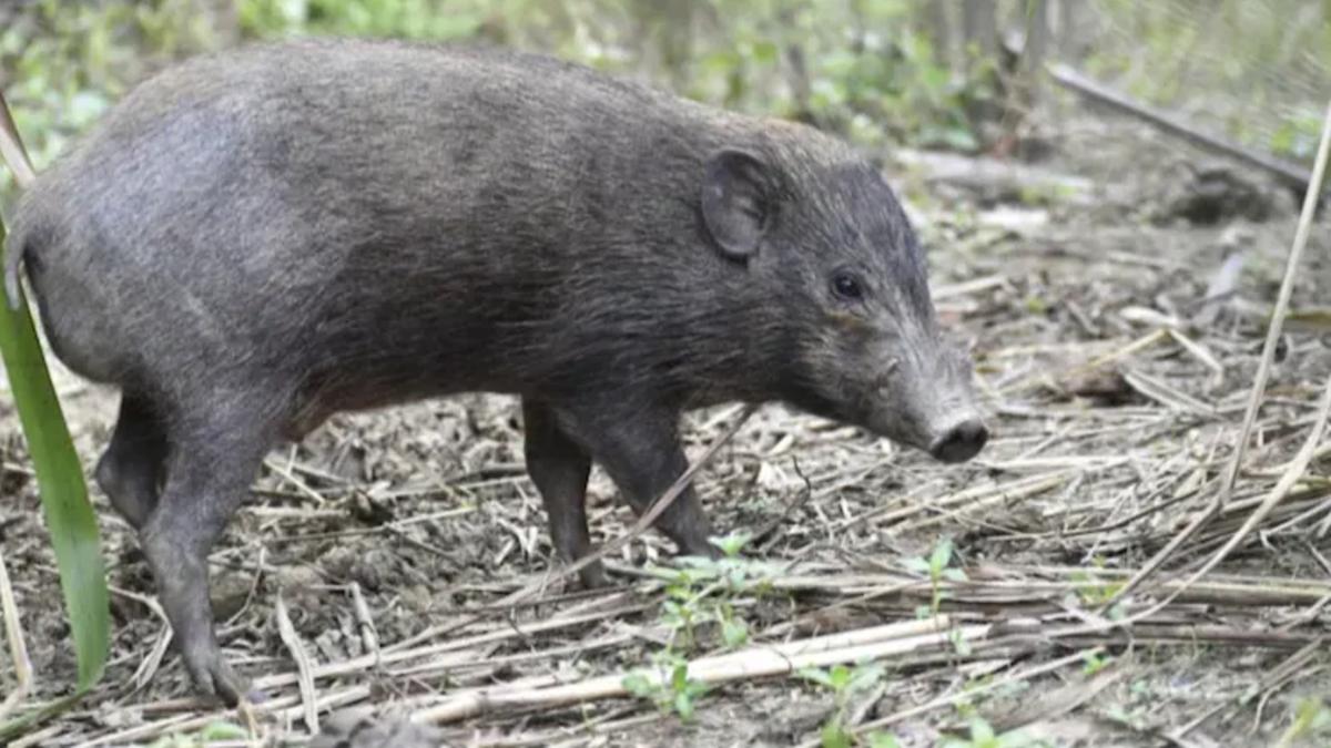 जंगली सूअरों में फैल रहा एंथ्रेक्स संक्रमण (फाइल फोटो)