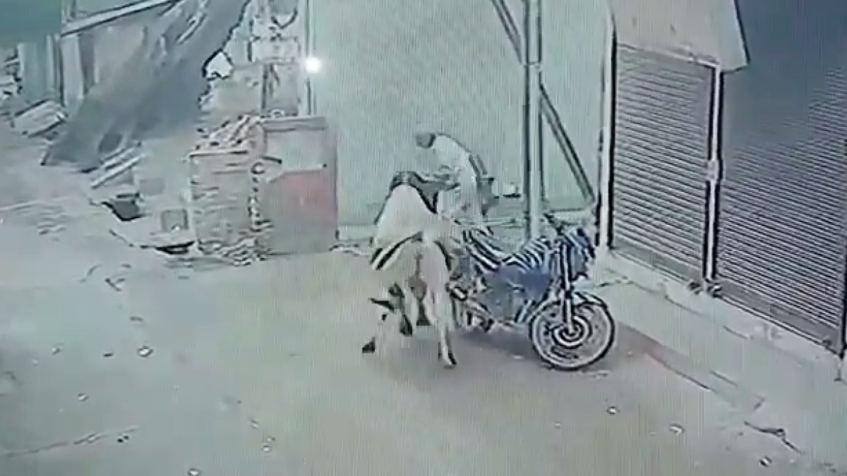 बुजुर्ग पर सांड ने किया हमला