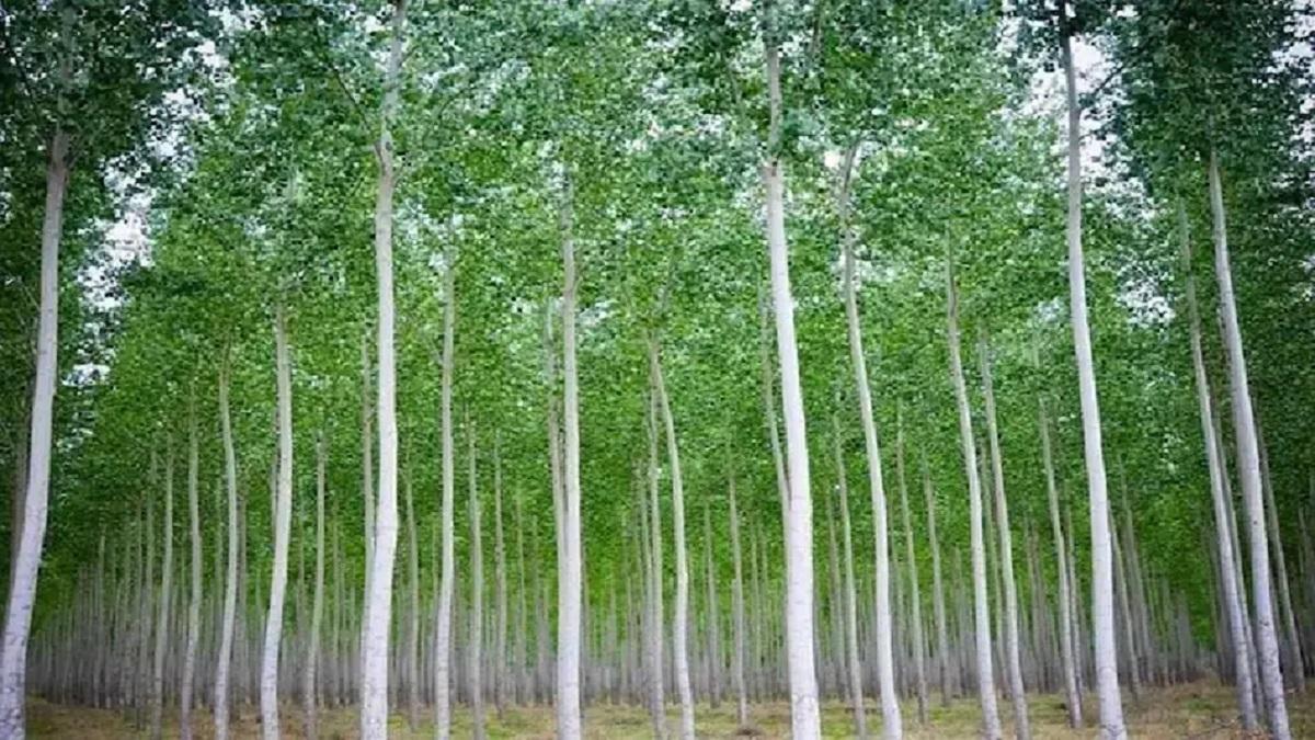 Eucalyptus Farming