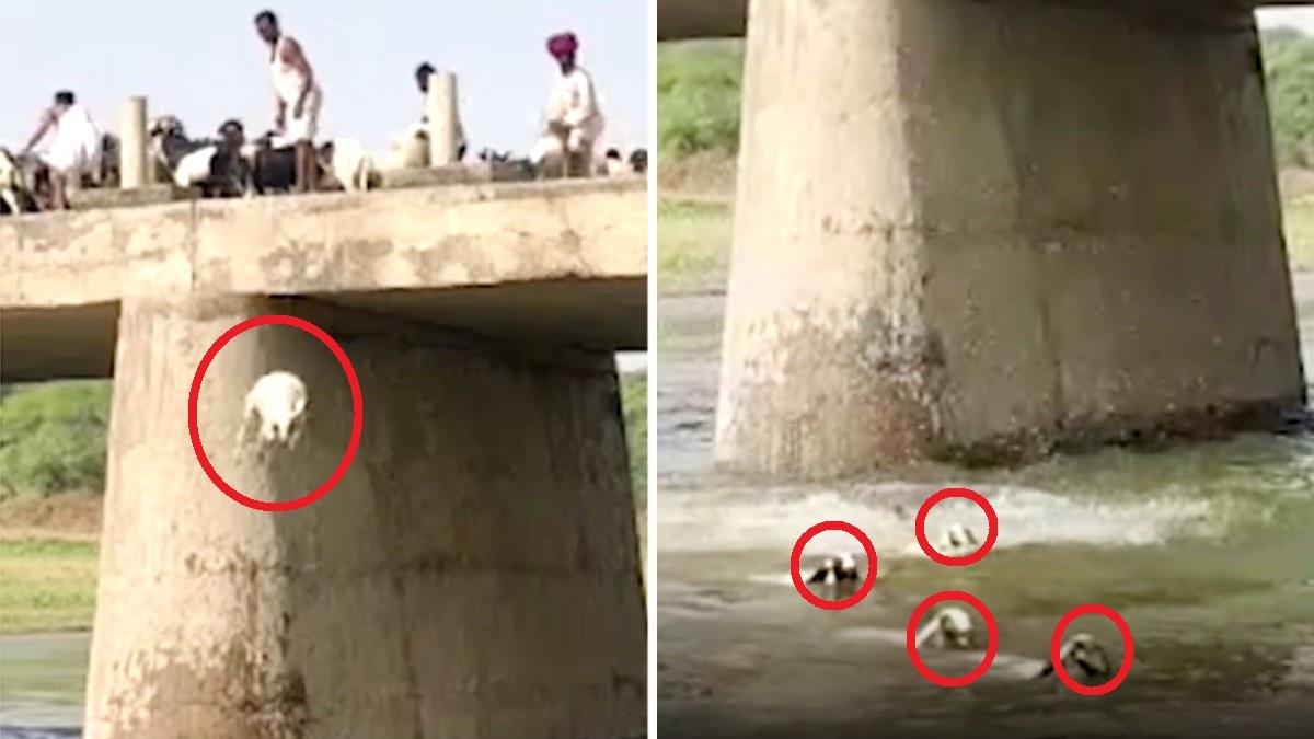 पुल से चंबल नदी में फेंकी गई भेड़ें. 