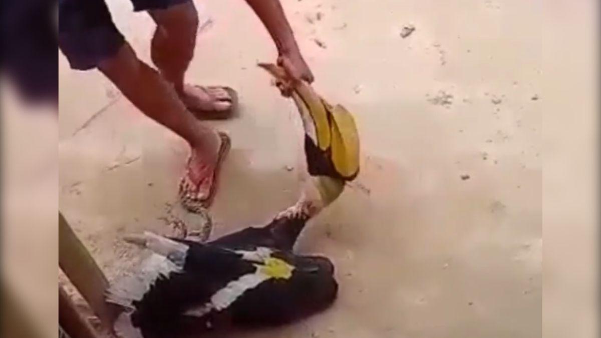 विलुप्त हो रहे पक्षी की पिटाई का वीडियो वायरल, गिरफ्त में आरोपी