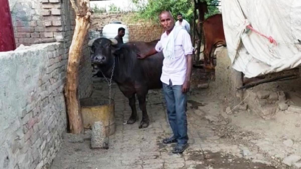 असली मालिक की पहचान के लिए भैंस का डीएनए टेस्ट