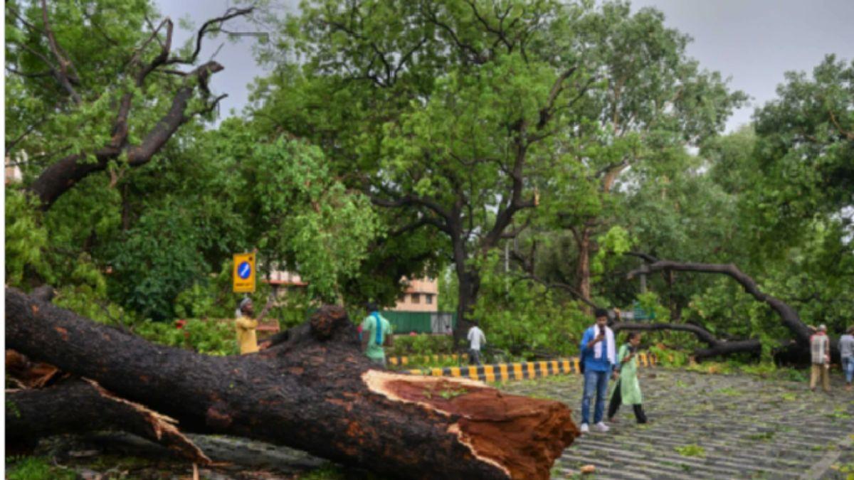 दिल्ली में तेज आंधी में गिरा पेड़ (फाइल फोटो)