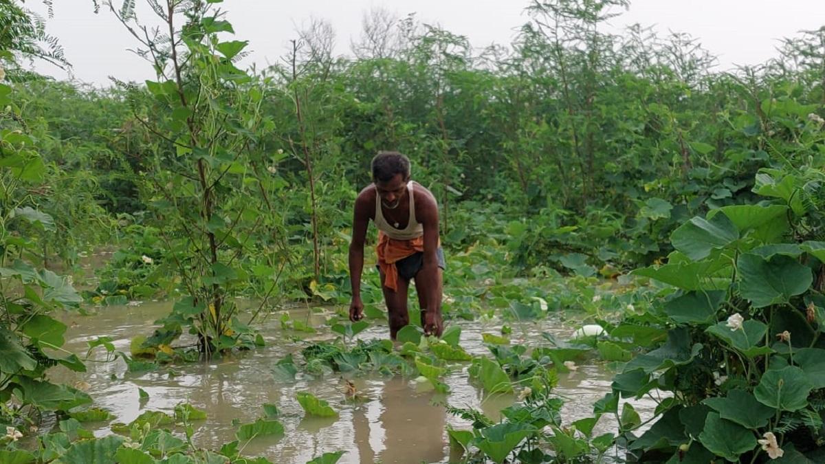 Vegetable crops destroyed from flood