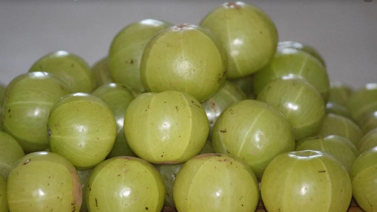 Indian gooseberry Cultivation