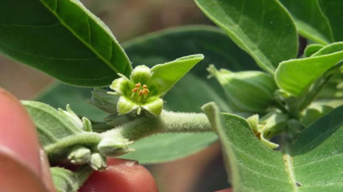 Ashwagandha Farming