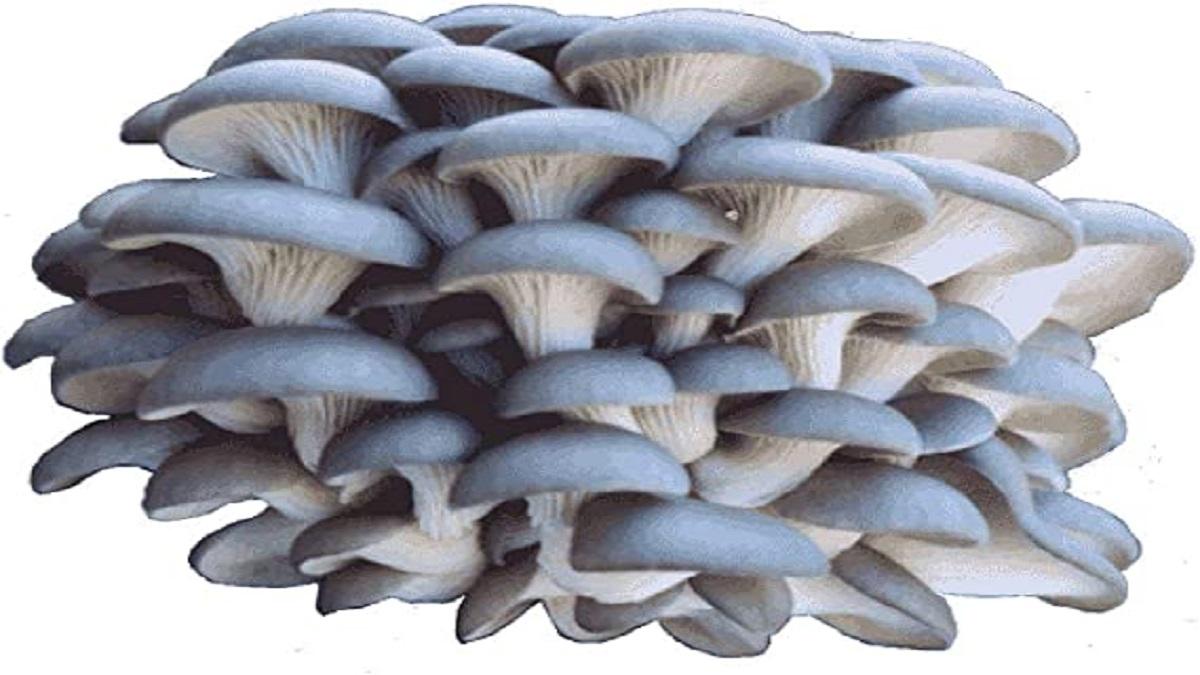Blue Oyster Mushroom बाजार में इस मशरूम की बंपर डिमांड, इसकी खेती आपको