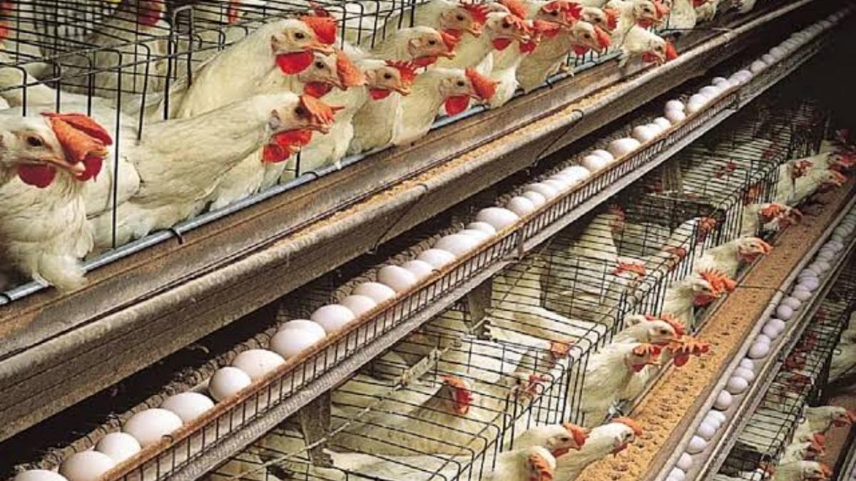 सावन में चिकन हुआ 65 रुपये किलो