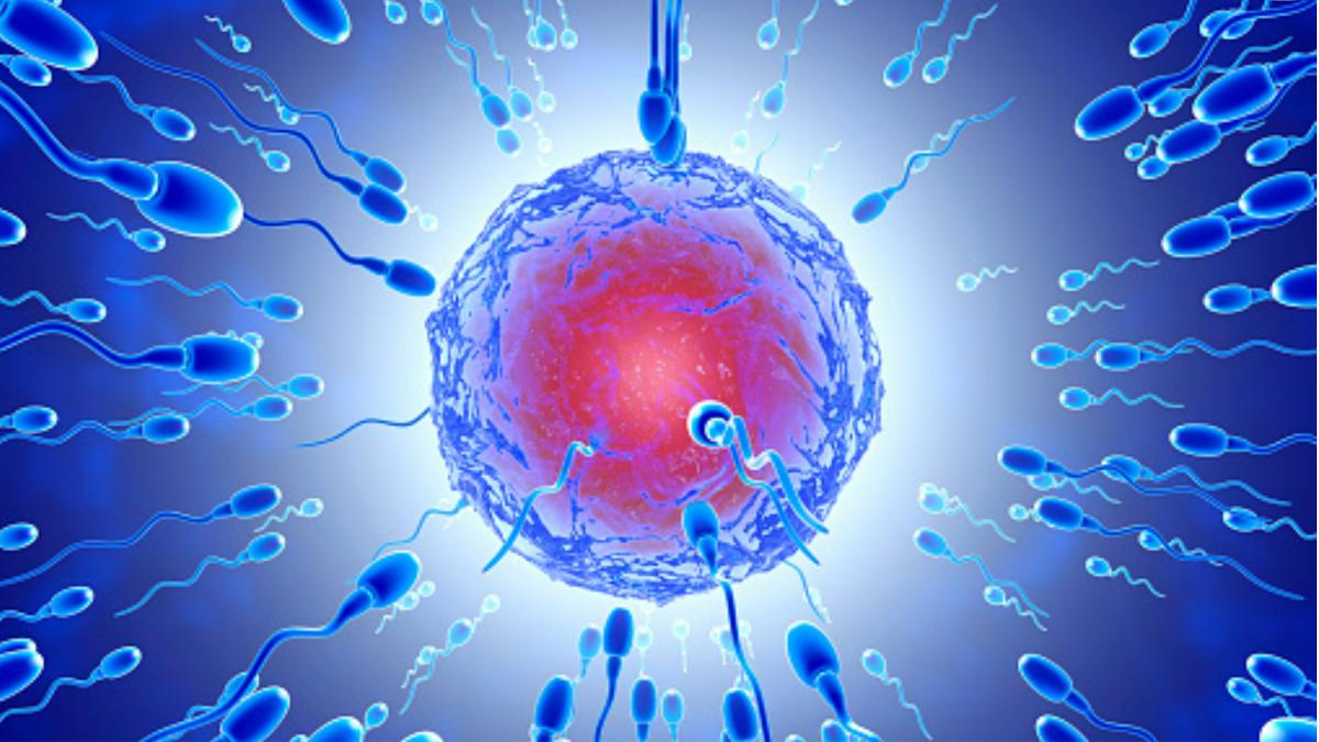 Daily intercourse can reduce the chances of conceiving pregnancy (Photo Credit: Getty Images)