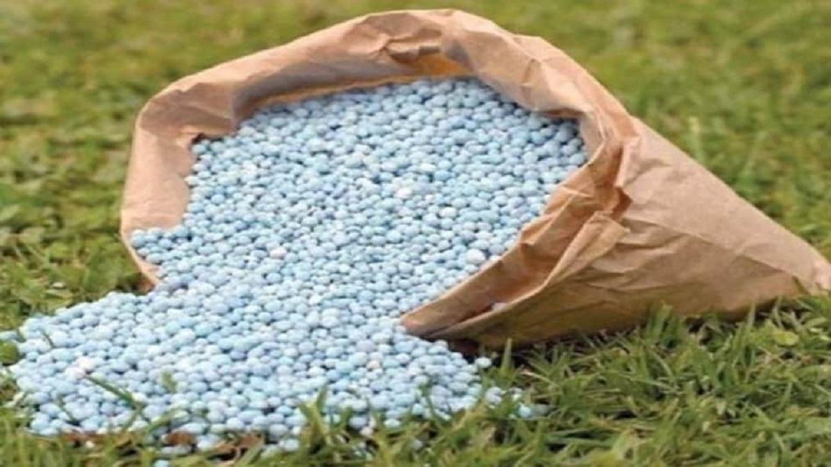 DAP and fertilizer crisis in Madhya Pradesh of khargone hits cotton crops 