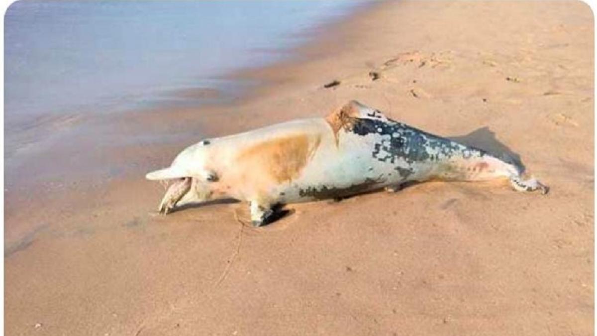 समुद्र तट पर डॉल्फिन का शव मिला
