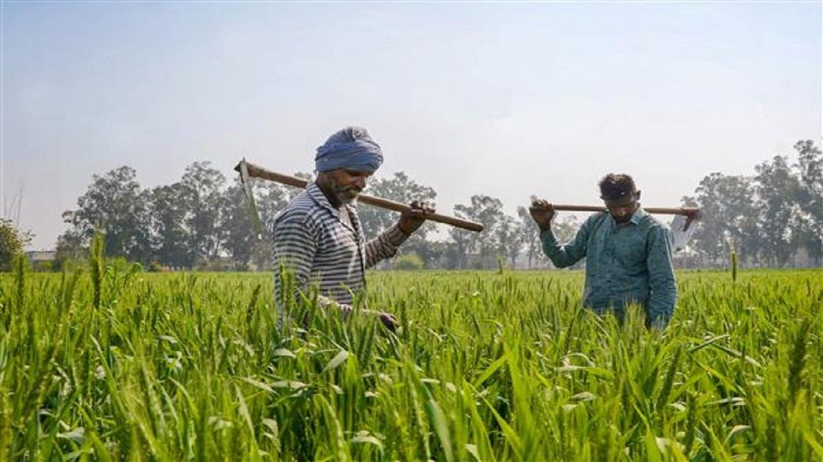 Co-Cropping Farming: एक साथ एक ही खेत में इन फसलों की करें बुवाई, कई गुना  बढ़ जाएगा किसानों का मुनाफा - farmers profit will increase for many times  by co cropping farming