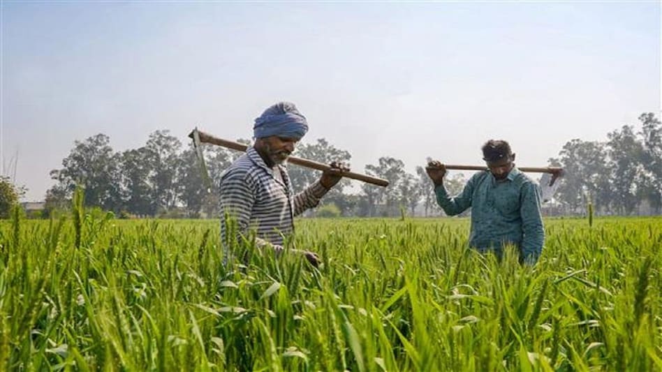 Co-Cropping Farming: एक साथ एक ही खेत में इन फसलों की करें बुवाई, कई गुना बढ़ जाएगा किसानों का मुनाफा - farmers profit will increase for many times by co cropping farming