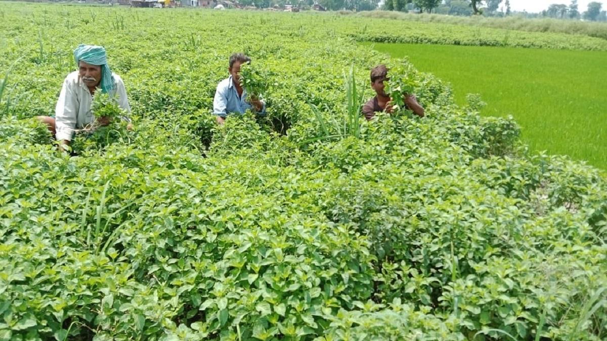 Subsidy For Not Sowing Paddy