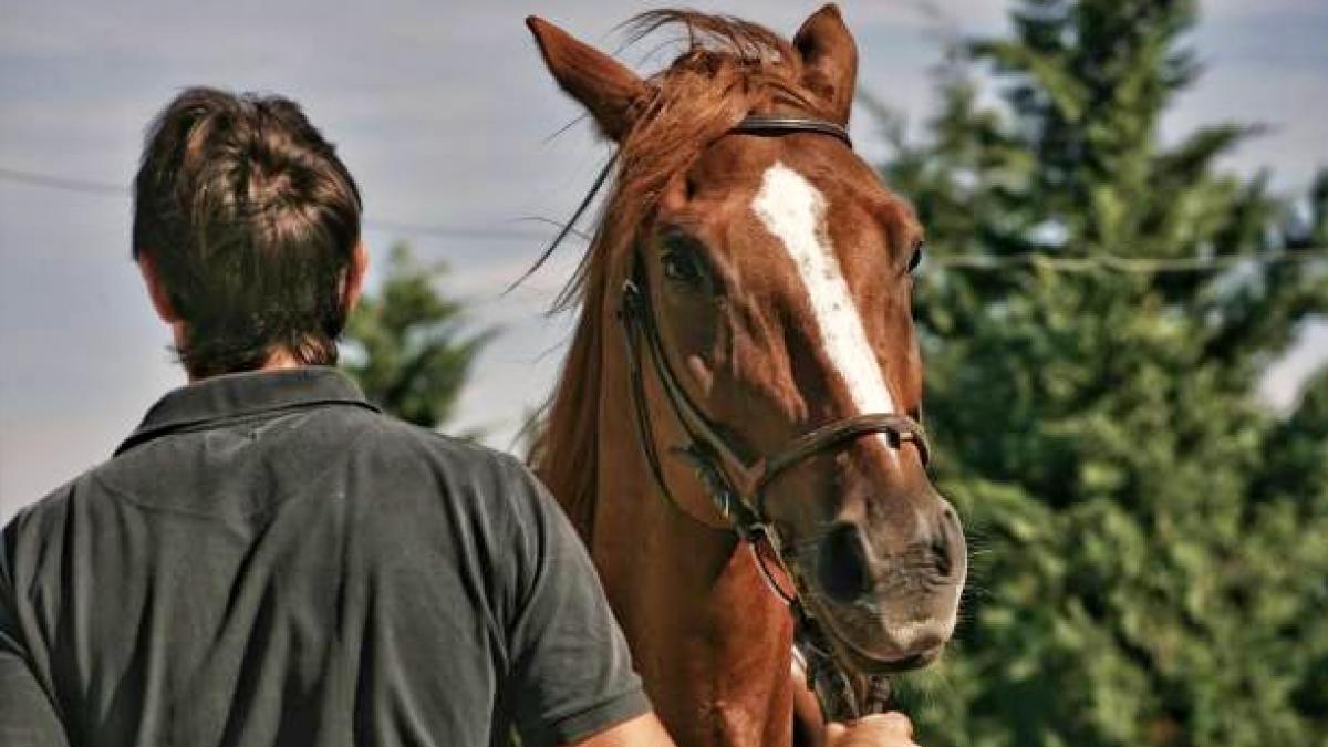 युवक ने घोड़े का किया 'रेप', CCTV से हुआ खुलासा, 10 साल की हुई जेल