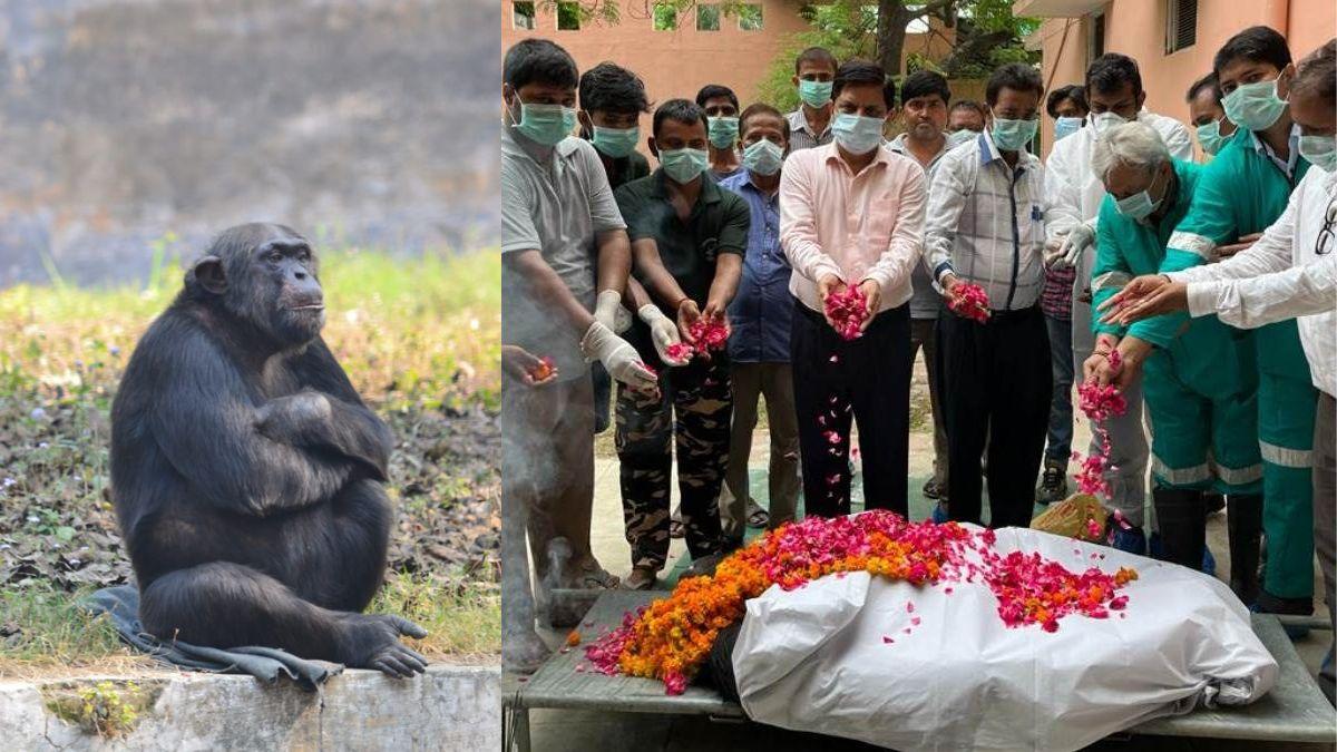 चिंपैंजी जेसन की मौत