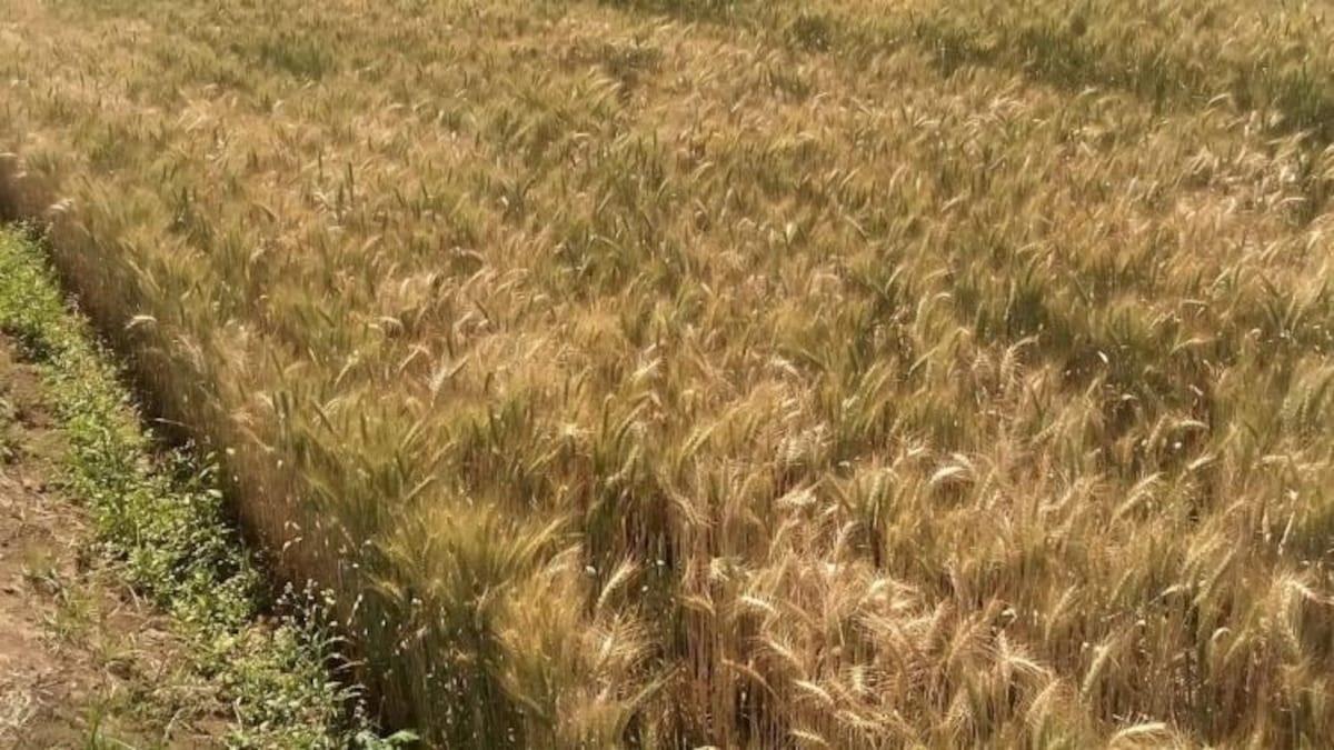 Kathia Wheat: गंभीर बीमारियों के खिलाफ असरदार है कठिया गेहूं, ODOP में शामिल करने की उठी मांग - kathiya wheat benefits against severe diseases farmers demand to include in to odop product